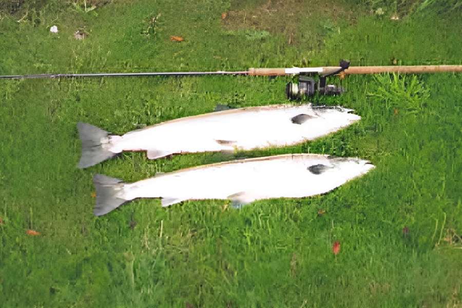 Fishing at Dol Haidd Isaf